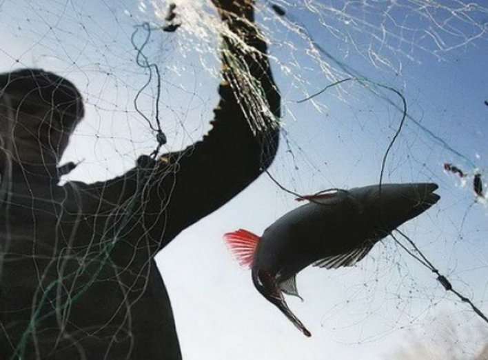 За сім днів Сумський рибоохоронний патруль задокументував 16 порушень  фото